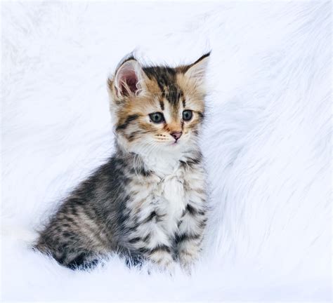 siberian kittens for sale dallas